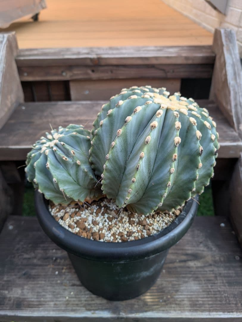 【Omc Labo】極上2　フェロカクタス刺無王冠竜　希少 サボテン　古木