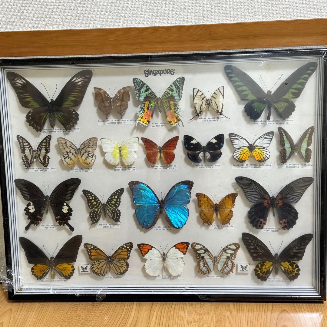 蝶 標本 額入り 22種　モルフォ　等　昆虫標本 蝶標本 まとめ売り