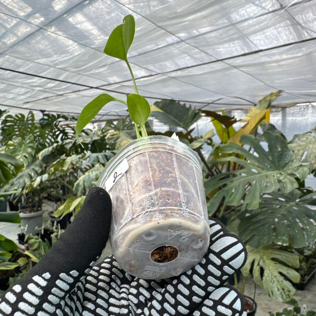 2モンステラ シエラナ 2寸ポリポット ネコポス発送 - メルカリ