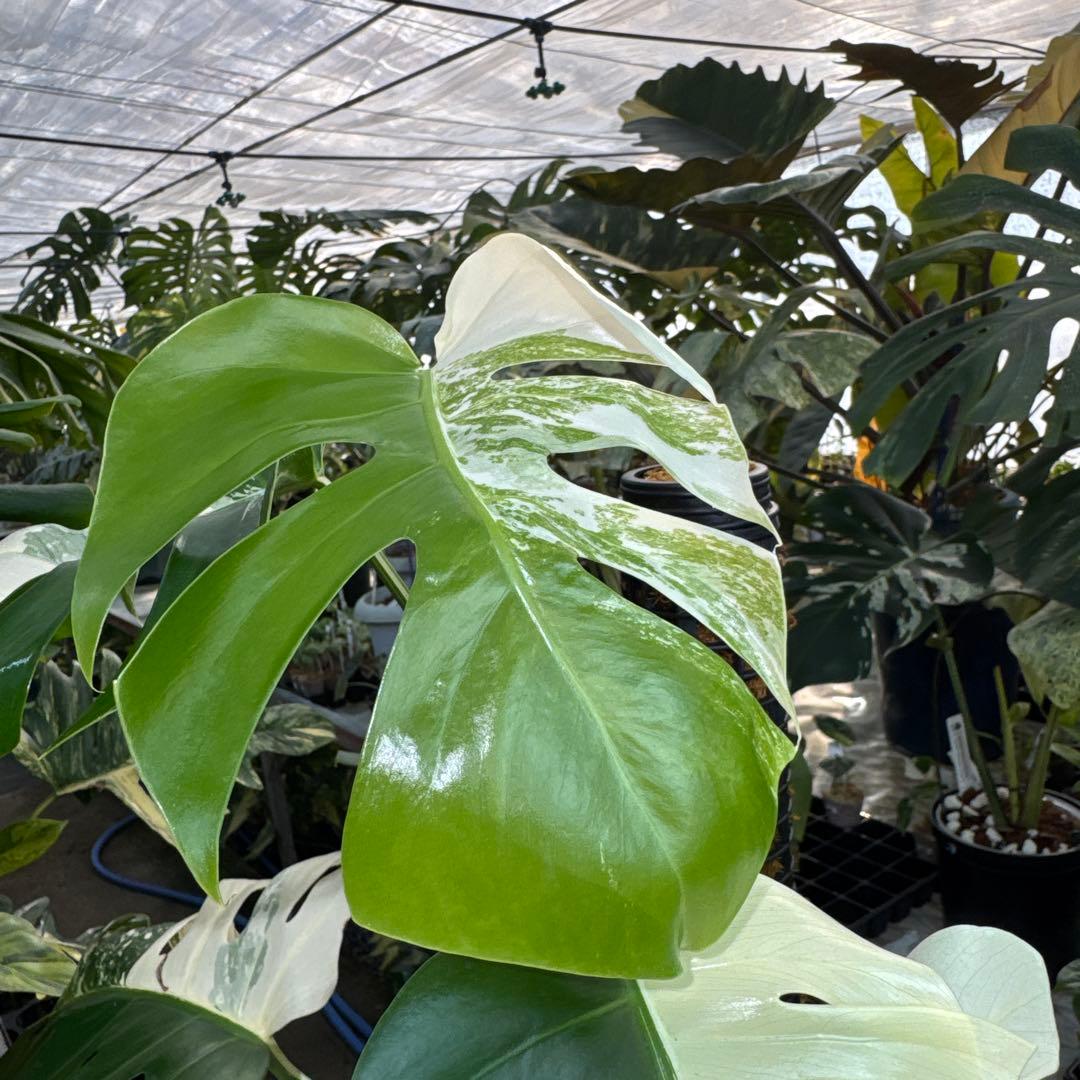 PL2モンステラ ボルギシアナ アルボ ホワイトタイガー白斑入り鉢