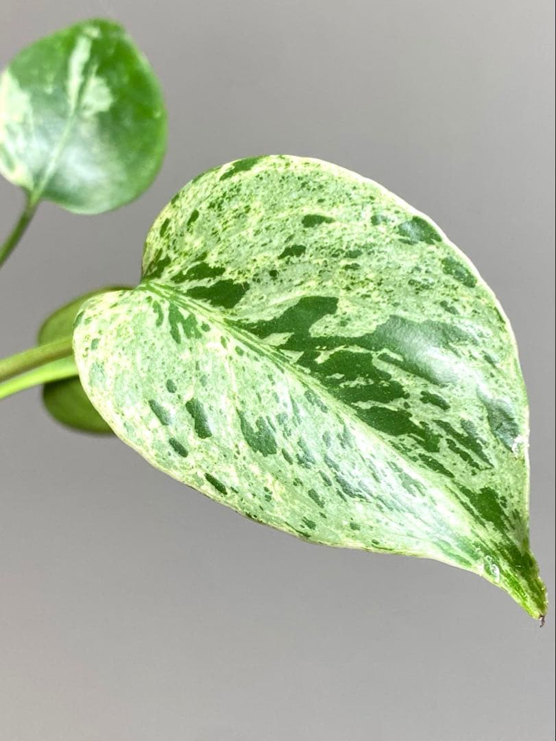 【セール‼️】モンステラ　デリシオーサ　バルバソー　フシギダネ/ ベトシオーサ