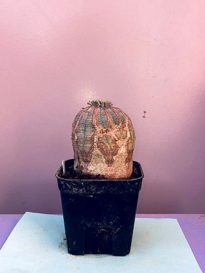 《3号W》ユーフォルビア　オールド　オベサ　雄株