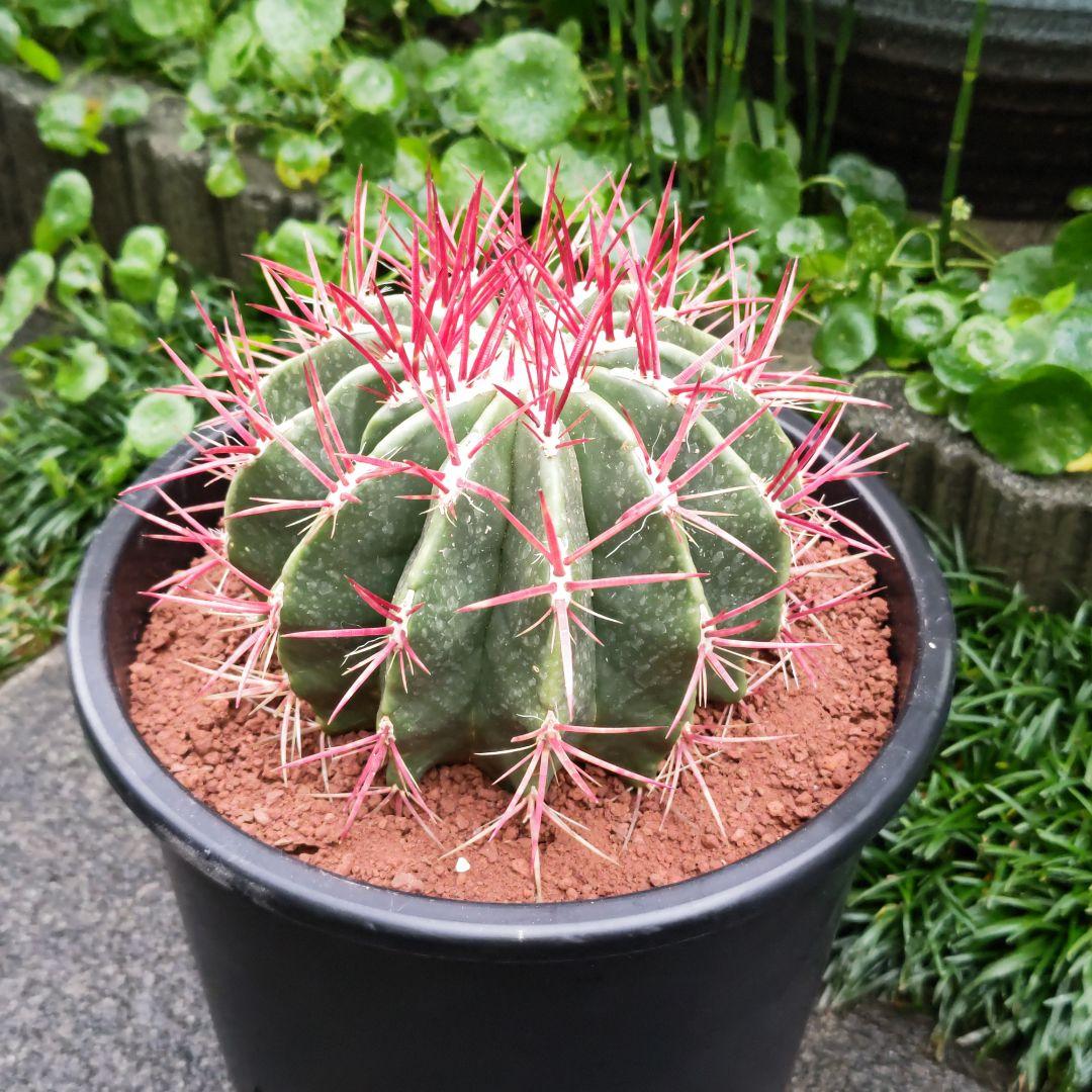 フェロカクタス 赤鳳 セキホウ 8号 ロックガーデン 観葉植物 超美品 サボテン