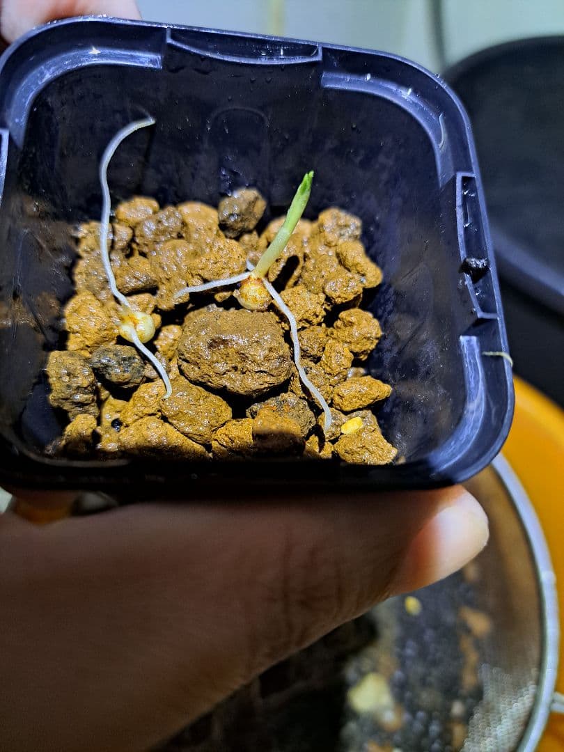 t*o様 山野草　オオアマミテンナンショウ　実生　１球