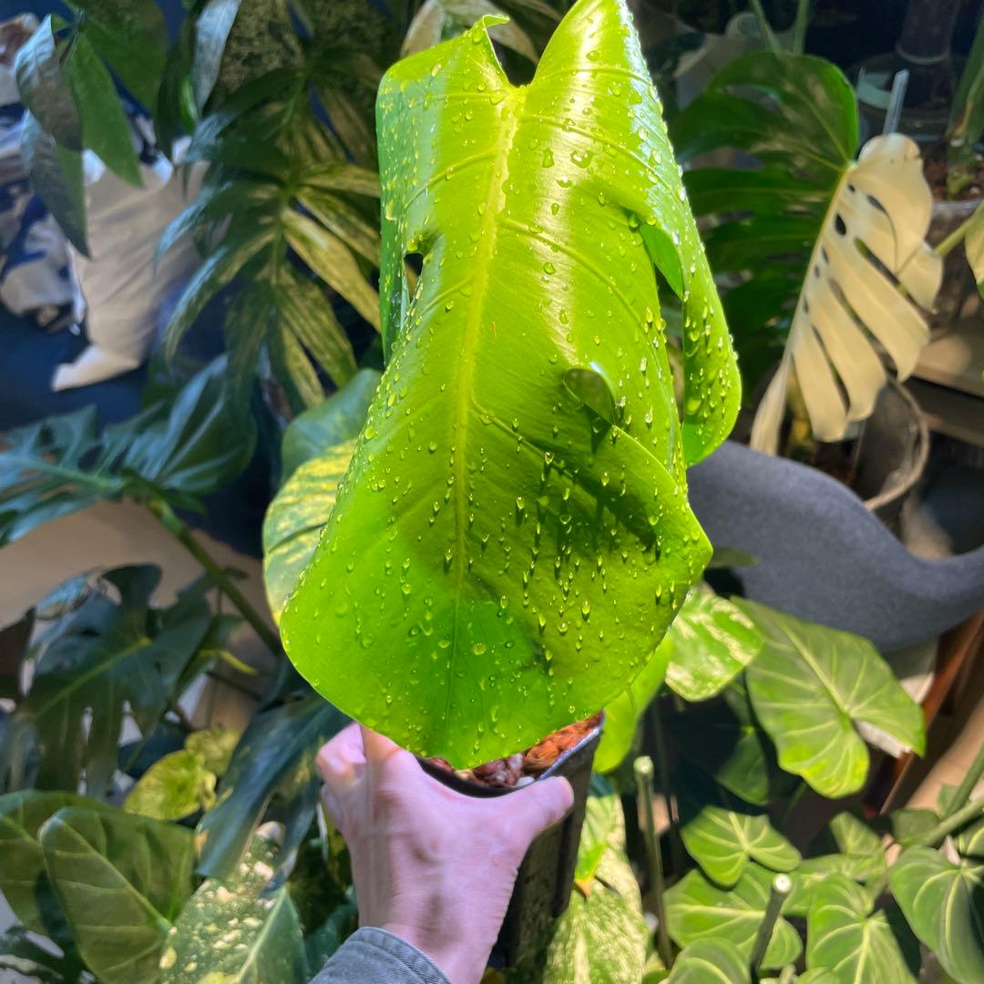 モンステライエロームーン 4号 園芸ネット本店｜マドカズラ（黄色斑入） 4号ネガミエル×ねこチップ