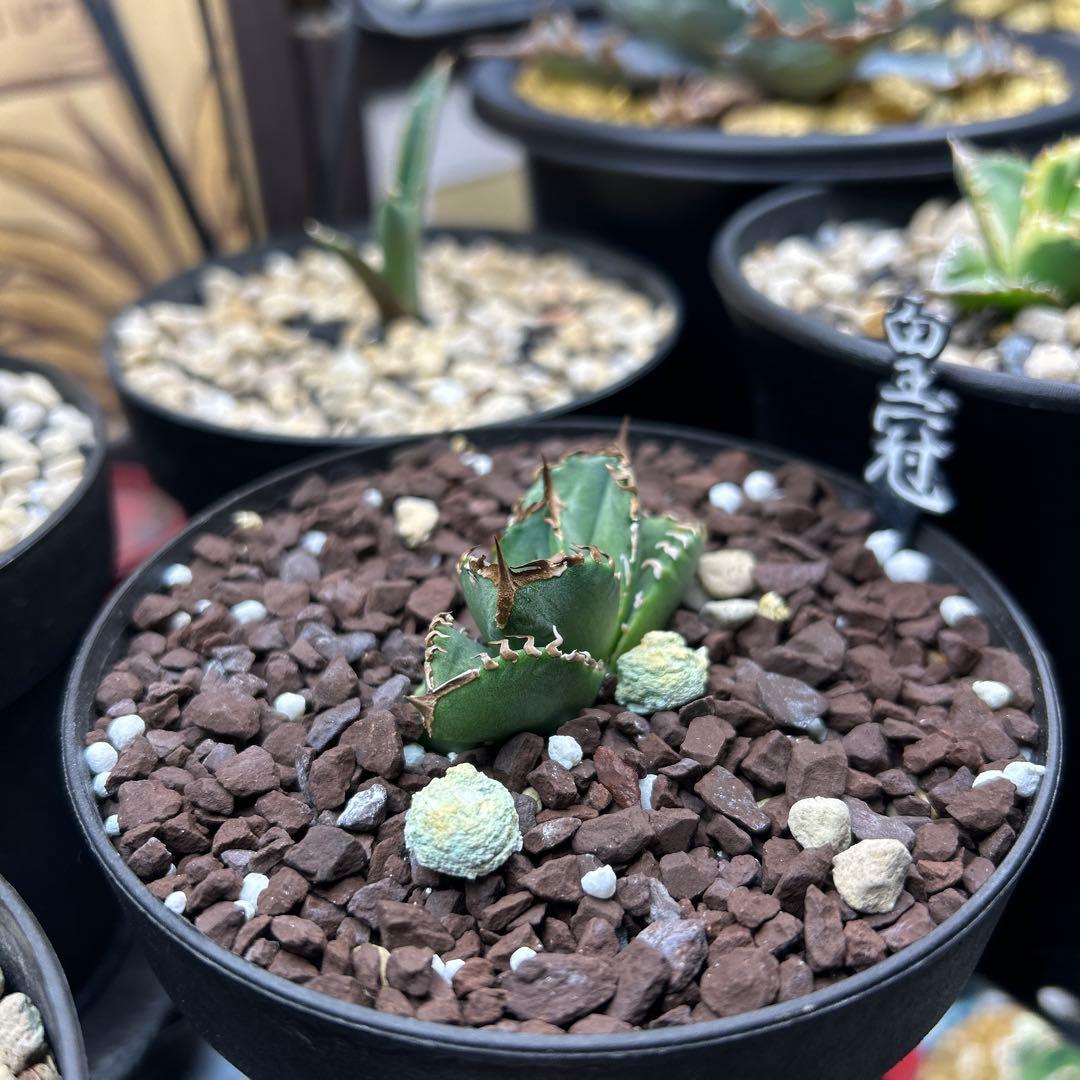 アガベ チタノタ クラウン 皇冠 - メルカリ