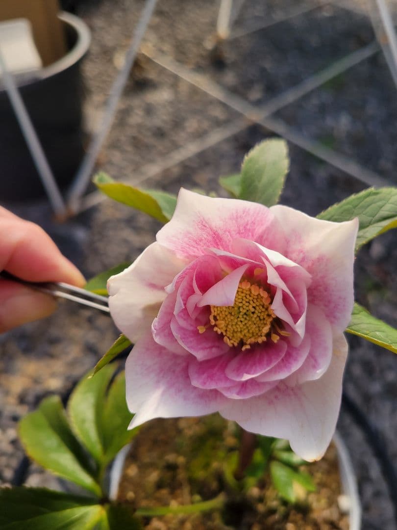 クリスマスローズ　グラデーションピンク　タブル 本日のお花 クリスマスローズ プチドール 淡いピンクのグラデーション