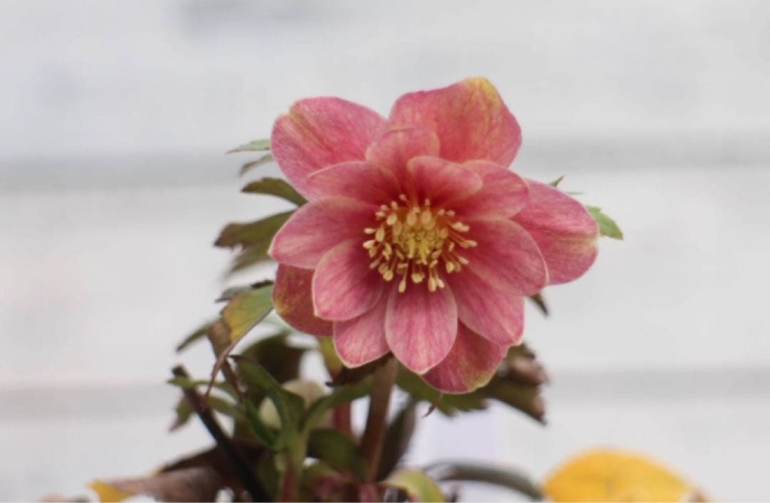 大木ナーセリー クリスマスローズ イリュージョン交配オーレアダブル