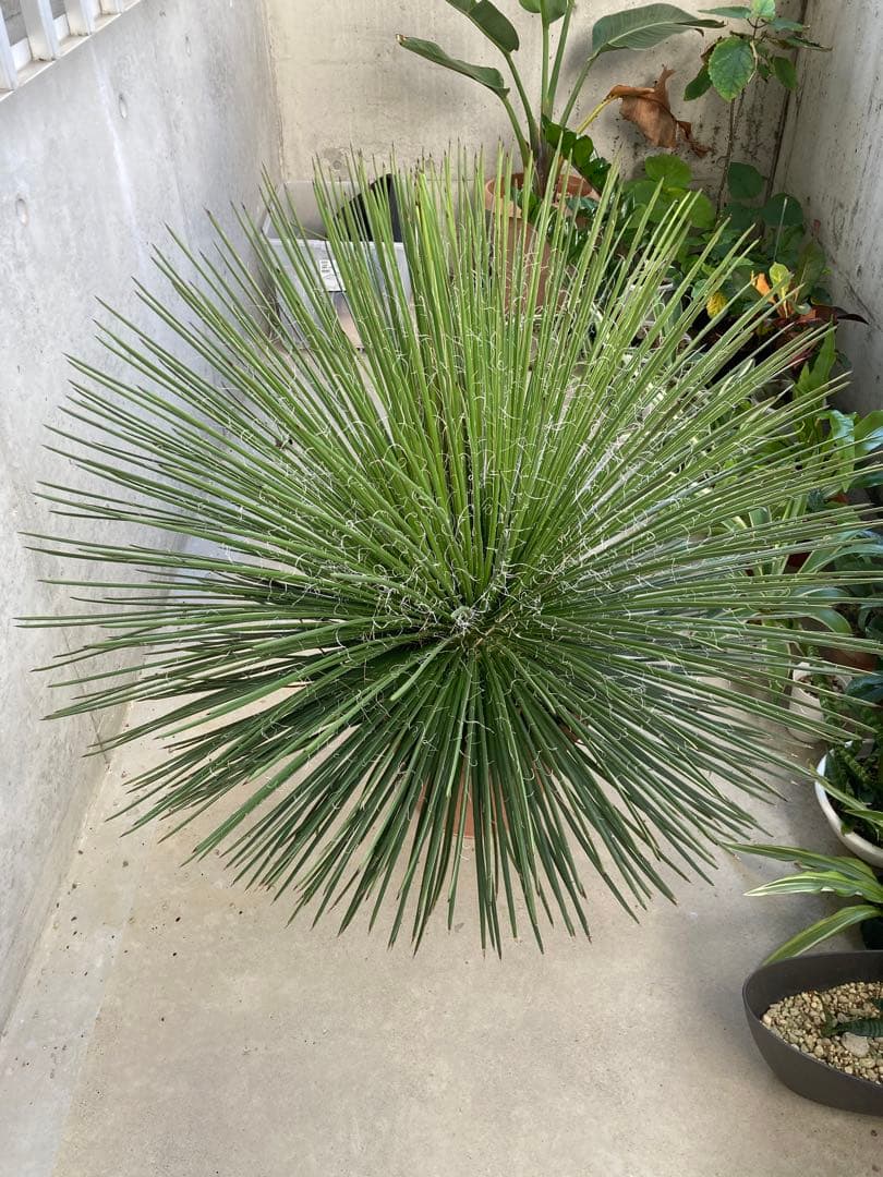 超特大 ジェミニフローラ（ゲミニフローラ）鉢底から90cm 幅90cm