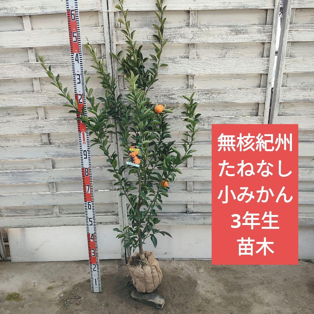 無核紀州 種無し小みかん 3年生 実つき 大苗 楽天市場】【SS期間☆P5倍】紀州種無し小みかん ( 品種：無核紀州
