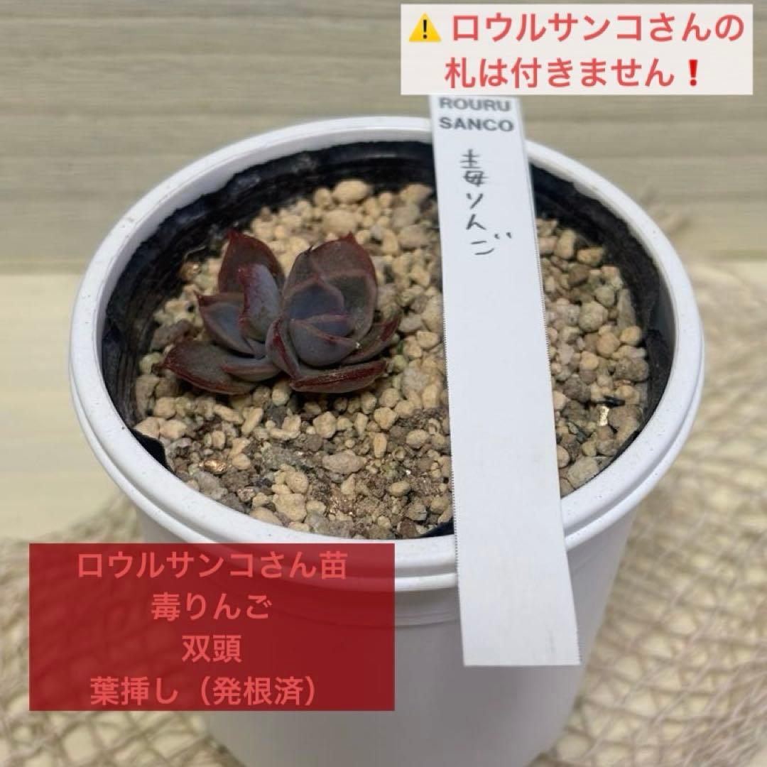 ☆多肉植物 ロウルサンコさん苗 毒りんご 双頭 葉挿し（発根済