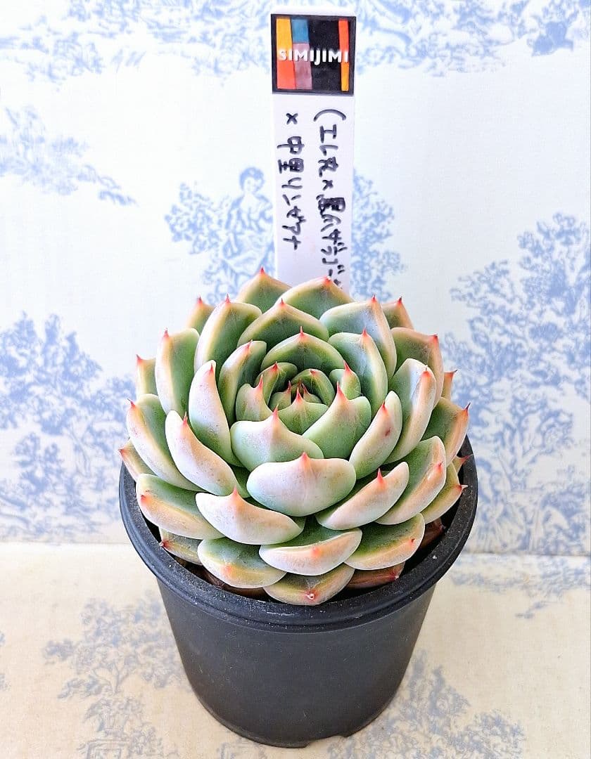 エレ丸×黒爪ザラゴーサ)×中里リンゼアナ札付きポットごとsimijimiさん