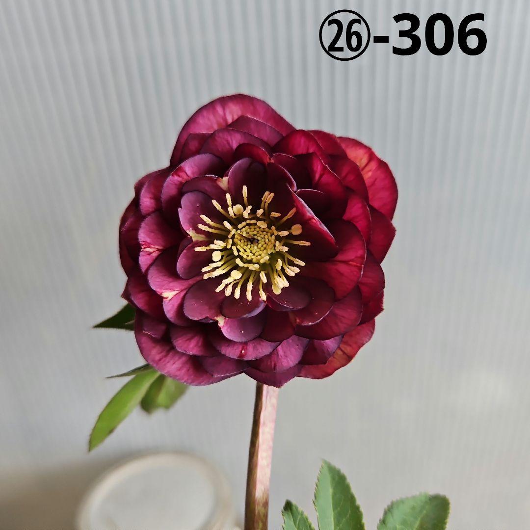 ★のぶさん様ご購入苗㉖-306㉖-313㉖-350クリスマスローズ