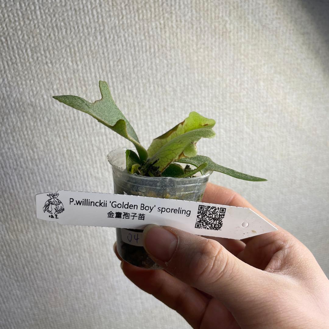 ビカクシダ P.willinckii Golden boy spore - メルカリ