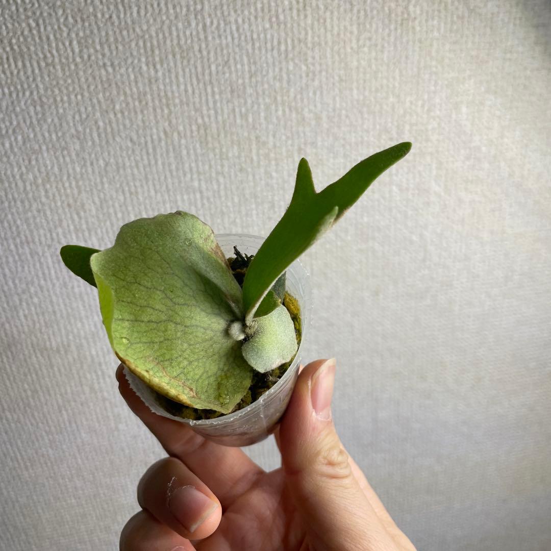 ビカクシダ P.willinckii Golden boy spore - メルカリ