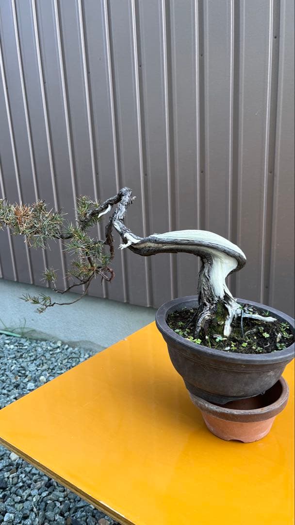 杜松　盆栽　素材 盆栽 杜松 八ッ房性 トショウ 小品盆栽 ミニ盆栽 松柏 盆栽素材 苗木