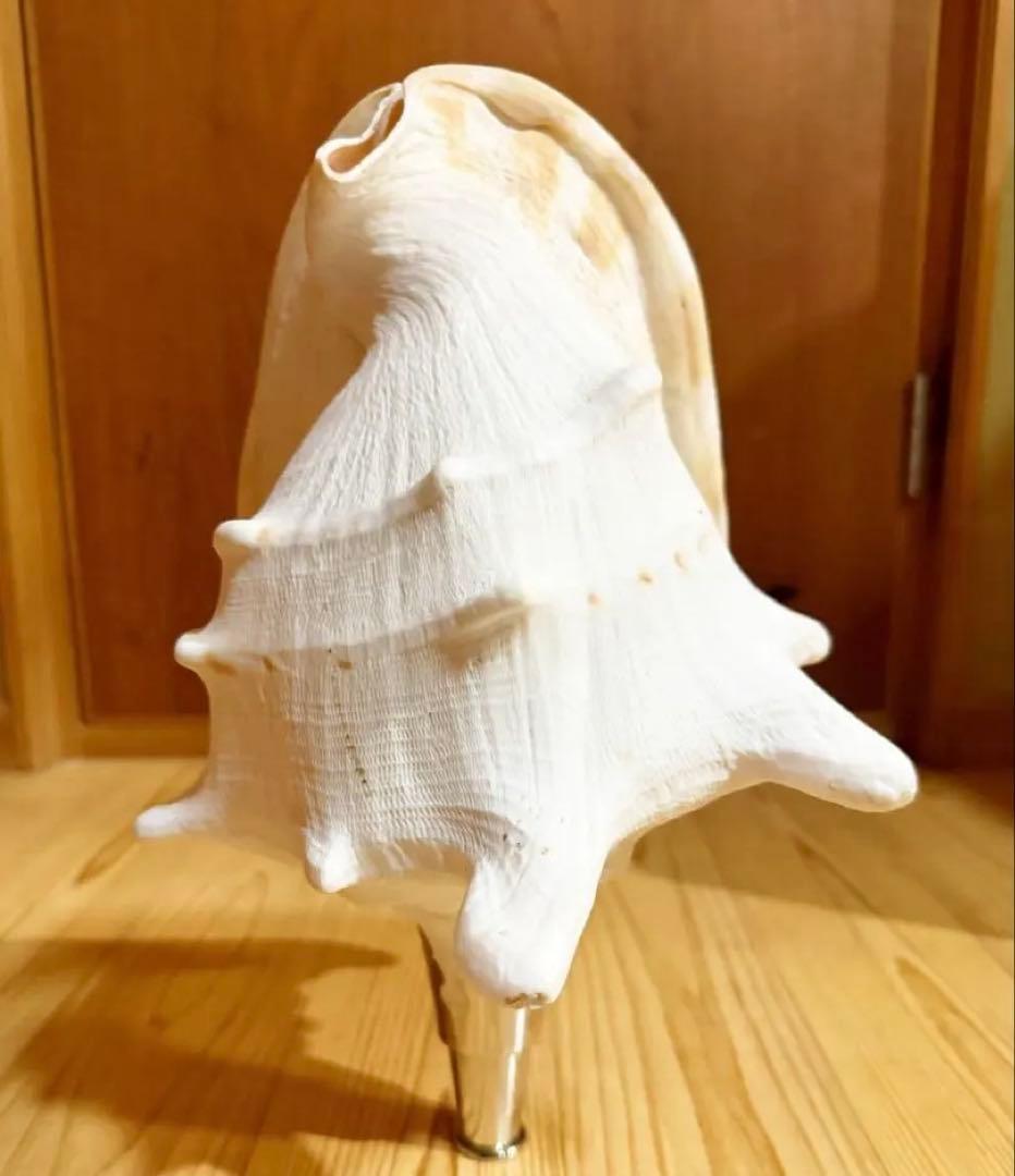 特大肉厚トウカムリ 法螺貝　ほら貝　ホラガイ❣️