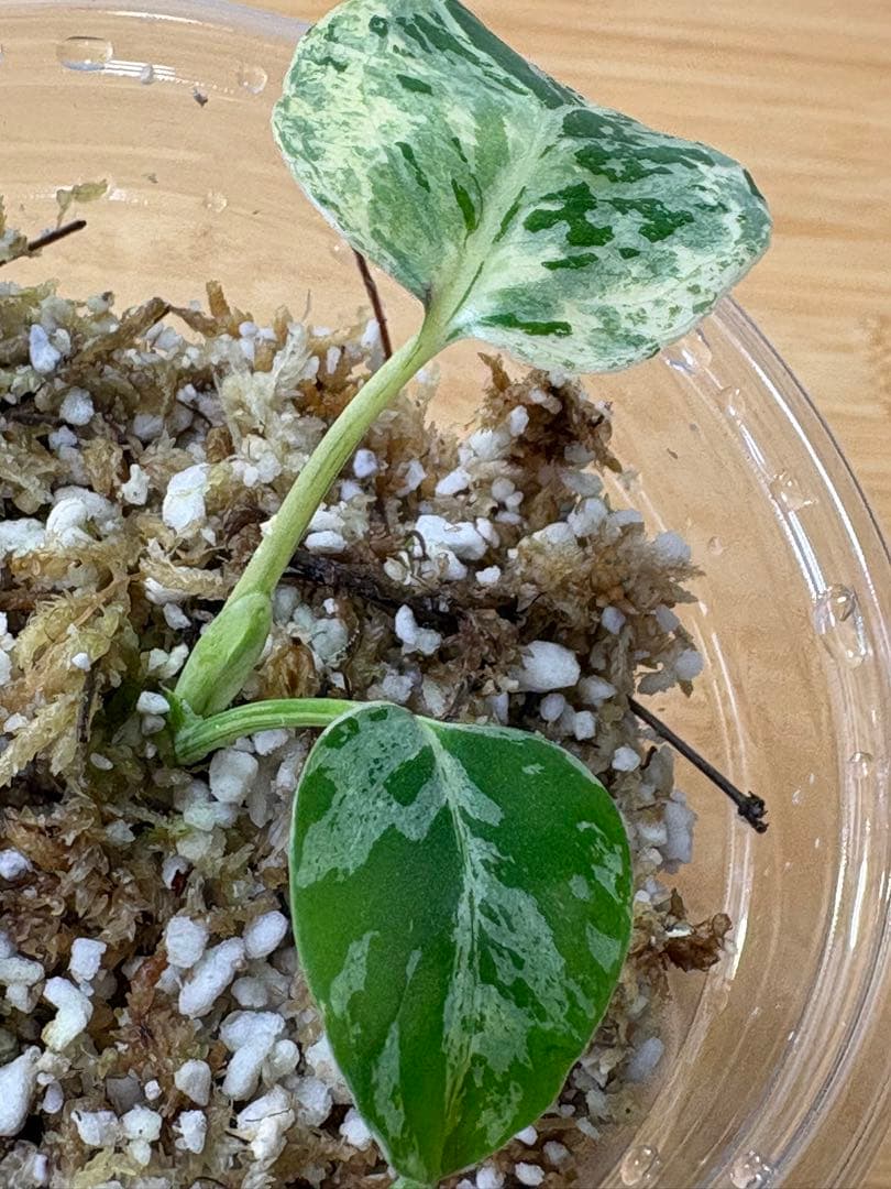 モンステラ デリシオーサ バルバソー - メルカリ