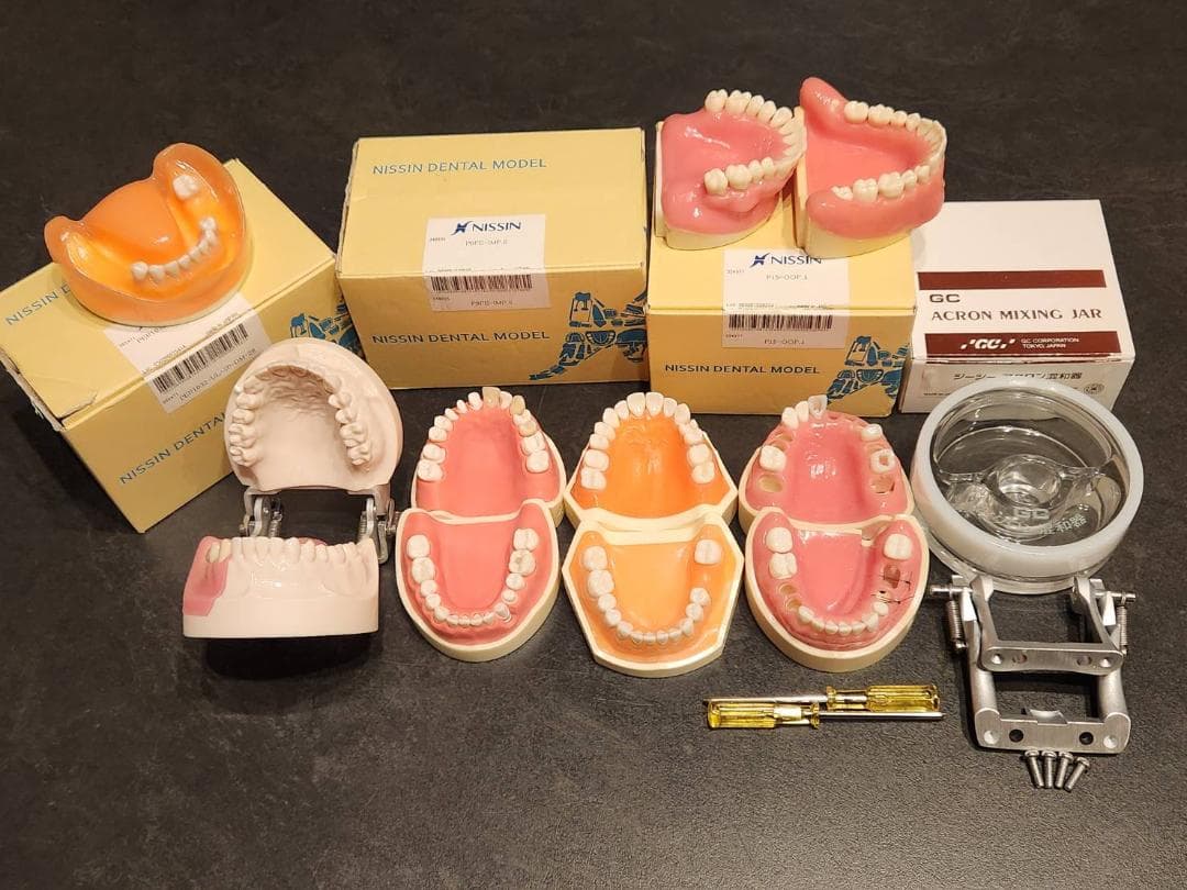 歯科 NISSIN 顎模型 セット 歯科医師 歯科衛生士