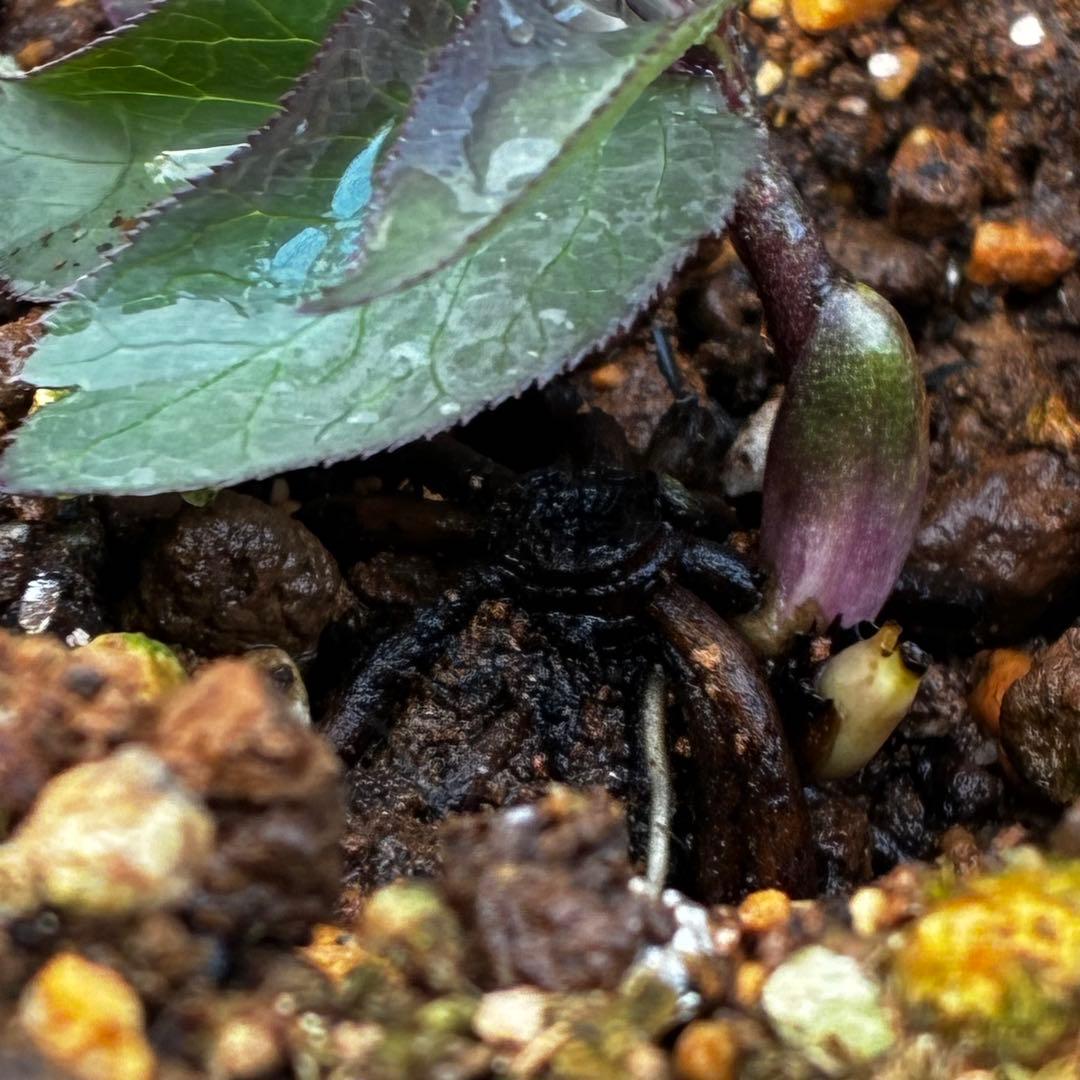 よ*ん様 3533☘️限定一株☘️直筆タグ付き☘️超希少☘️⭐️WM原生地採取⭐