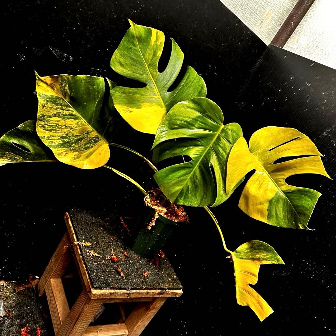 メ*1様 斑入りモンステラボルシギアナオーレア黄斑4号鉢植え49cm発根済み安心