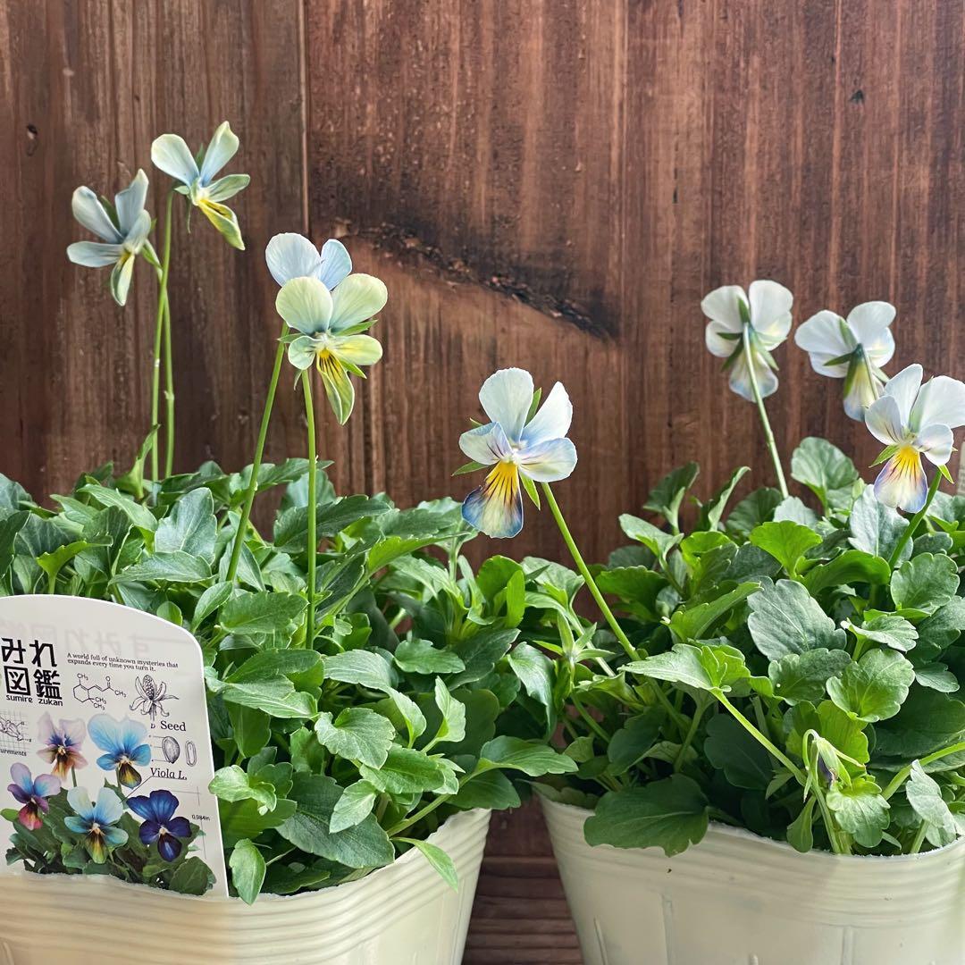 ら*ち様 ビオラ すみれ図鑑 2ポットセット - メルカリ