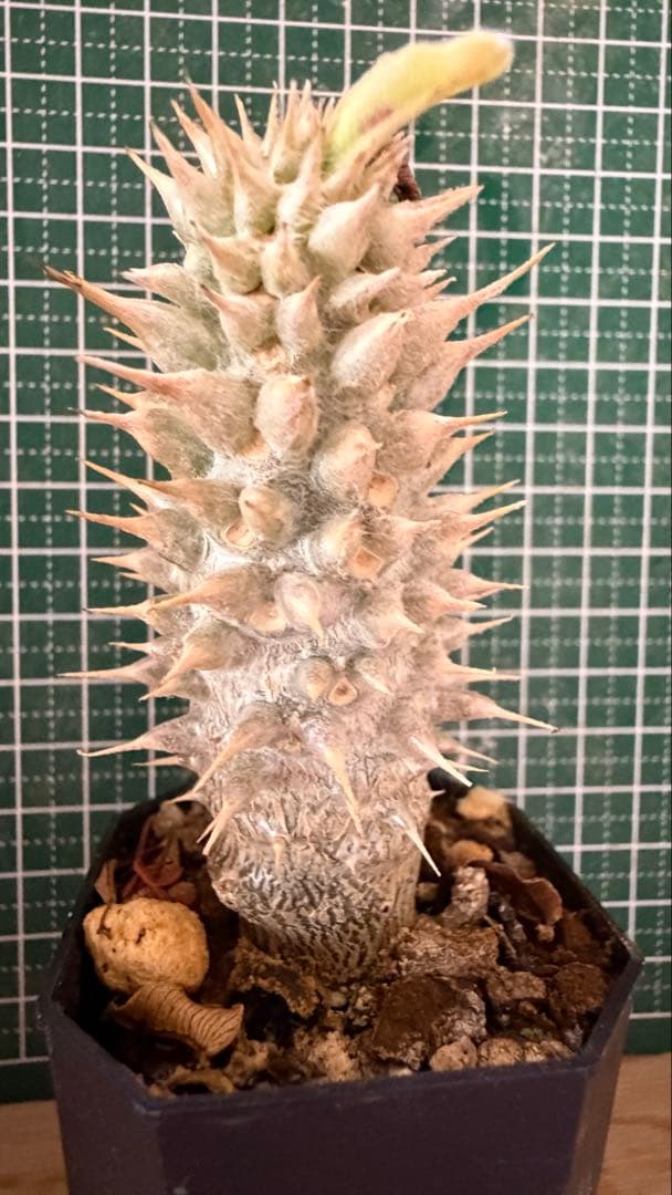 パキポディウム グラキリス 有望実生 株 - メルカリ