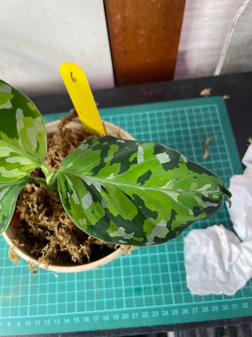 ☆ アグラオネマ アンダマン諸島 ポートブレア 北部地域　出射便 　黄6 ☆