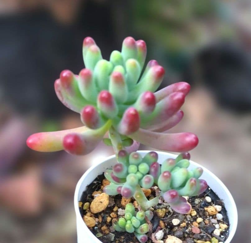 多肉植物♡子株5つ♪乙女心（抜き苗） - メルカリ