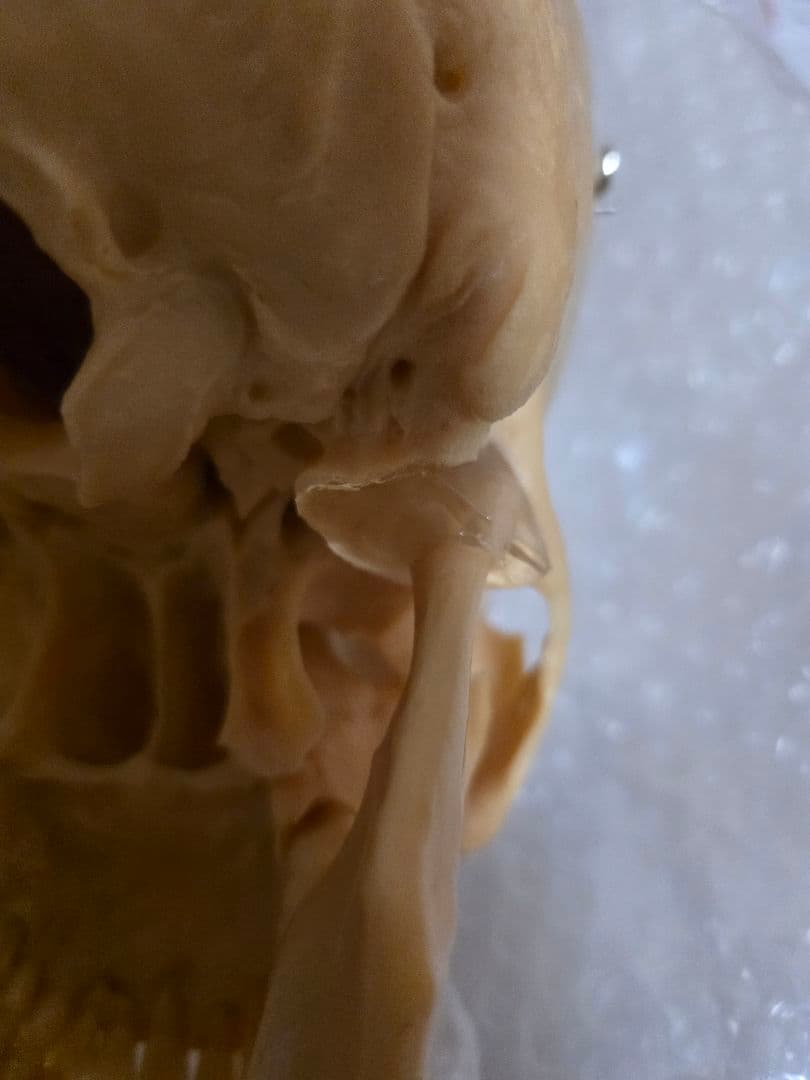 NISSIN DENTAL 頭 歯 模型 アンティーク ガイコツ - メルカリ