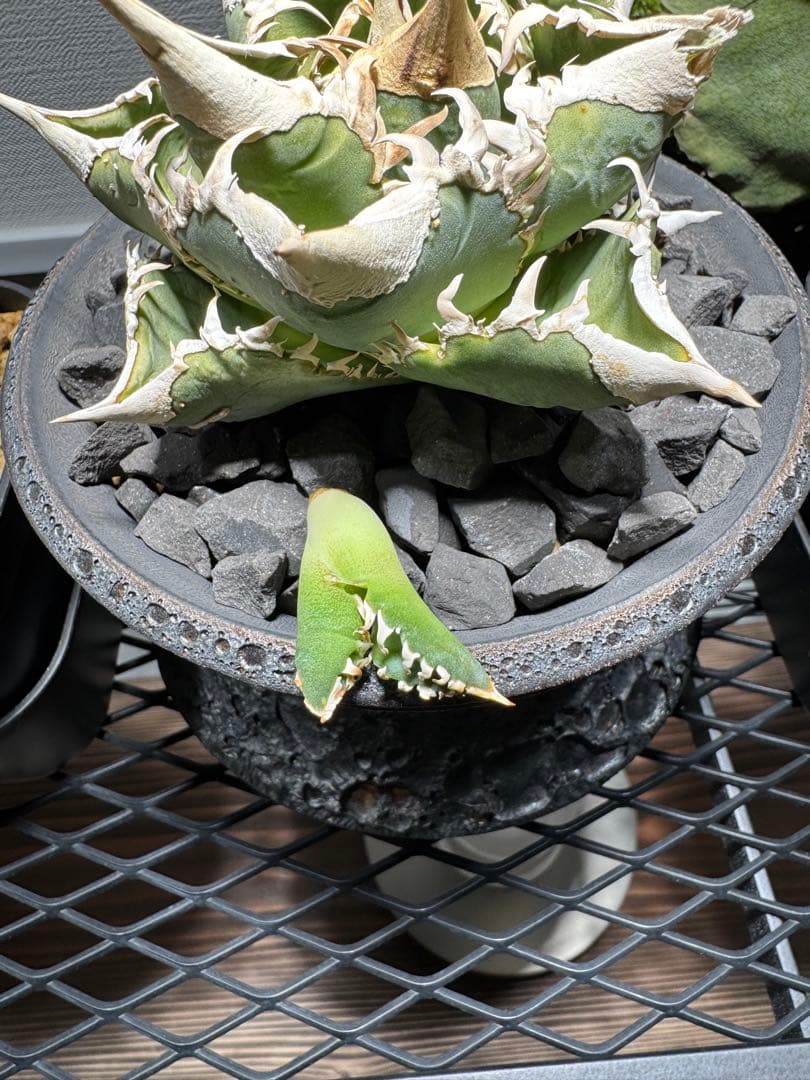 アガベ チタノタ 大白鯊 子株 ホホジロザメ ホホジロザメ lize産