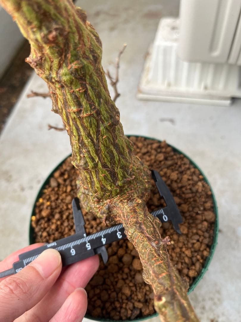 早い者勝ち 超極太 実生 パキプス オペルクリカリアパキプス - メルカリ