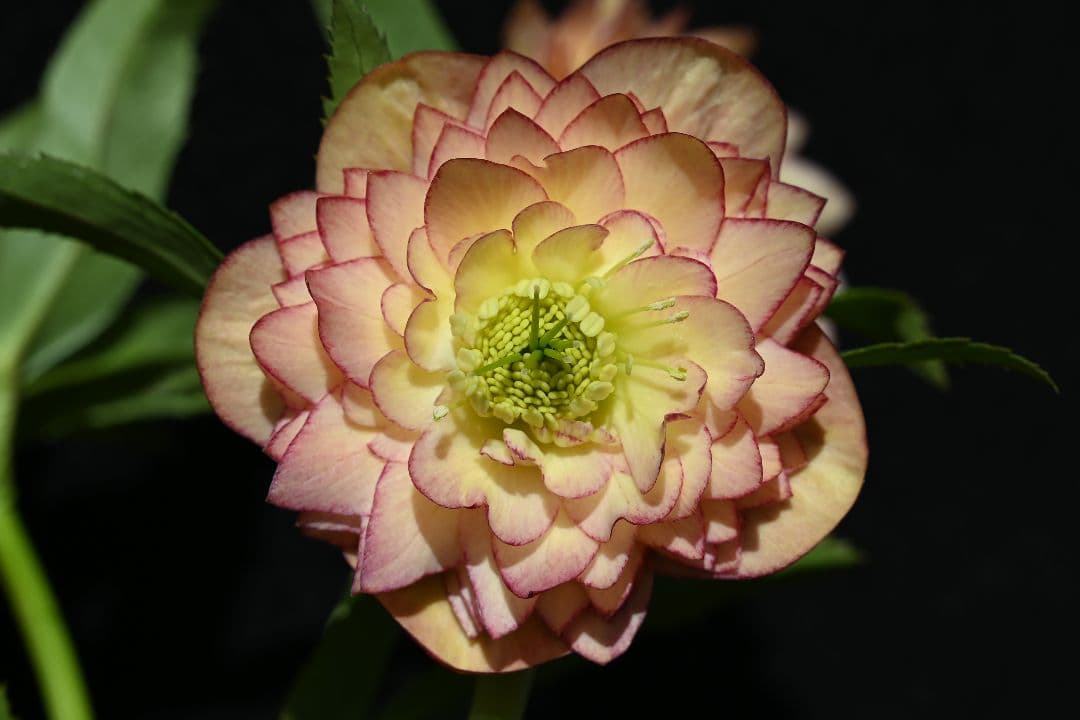 クリスマスローズ　認定グロッシーカラーアプリコットアフロディーテ　加藤農園