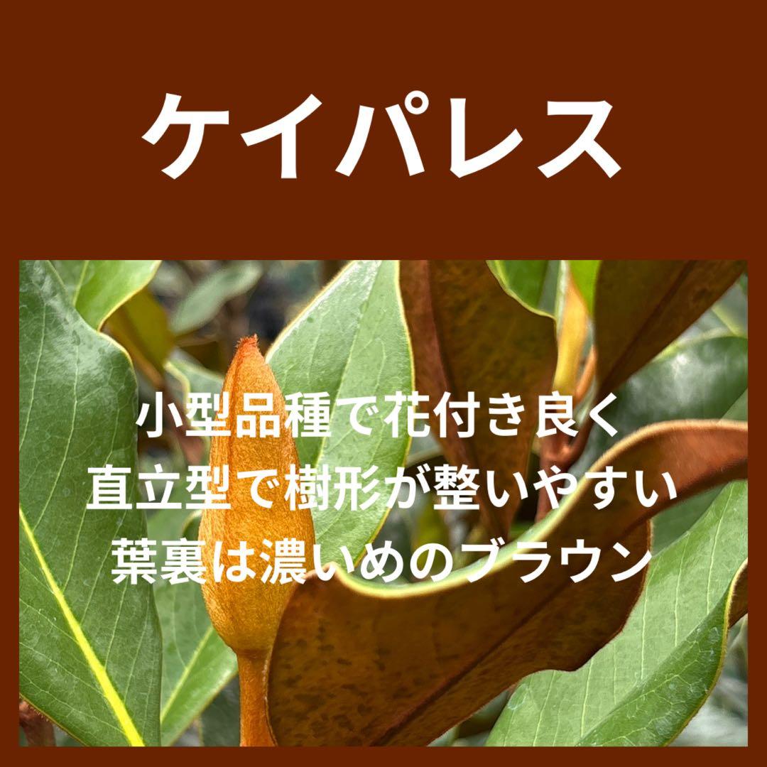 35.ケイパレス マグノリア 泰山木 タイサンボク 苗 苗木 小型品種