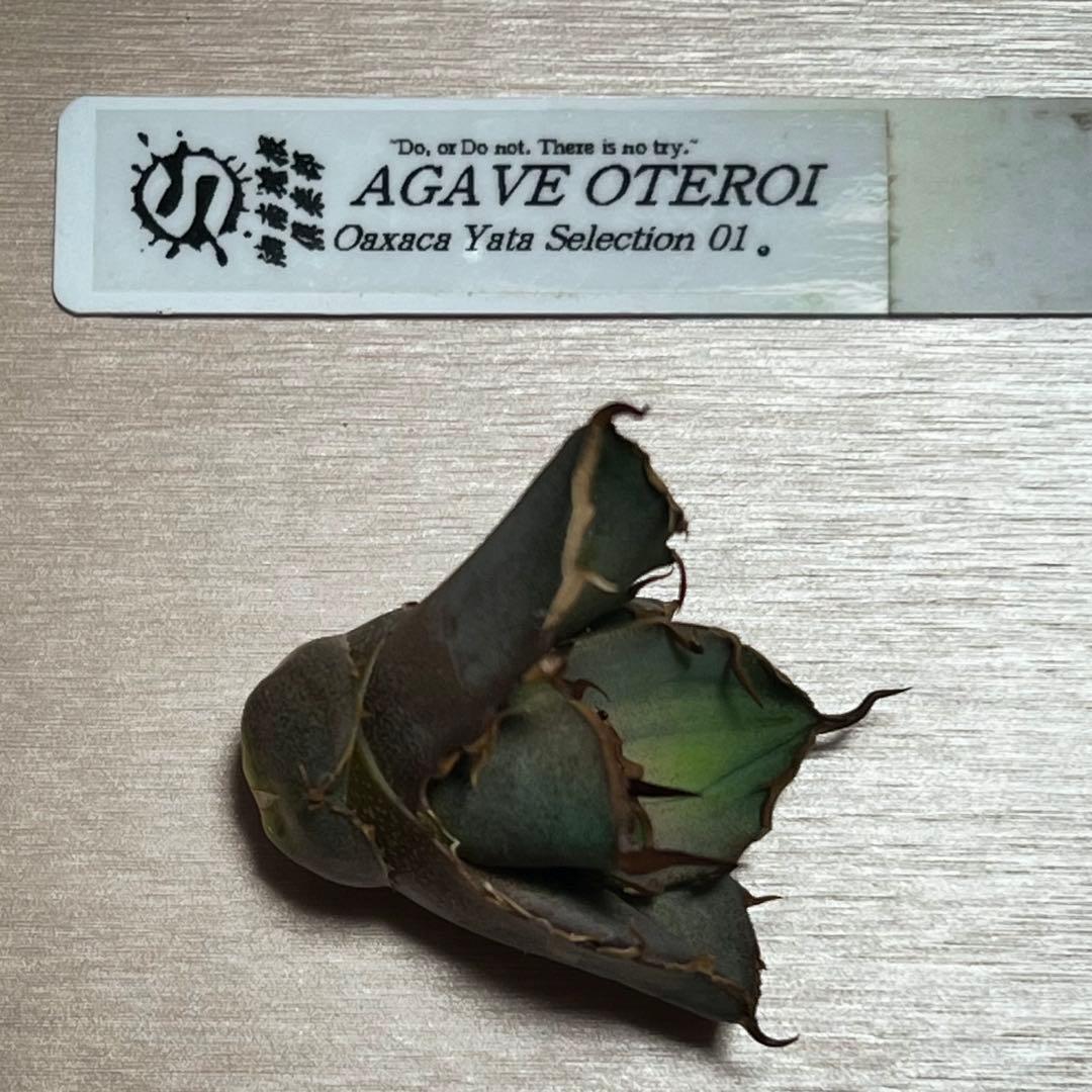 b*3様 オアハカ　子株