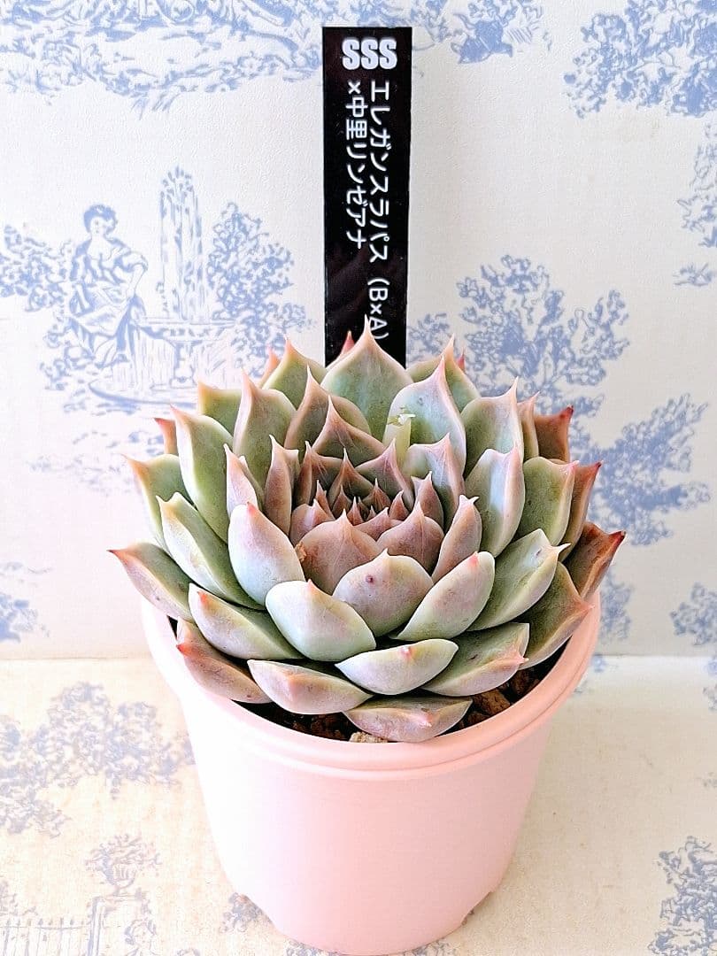 エレガンスラパス(B×A)×中里リンゼアナ札付きポットごとメルカリ便SSS