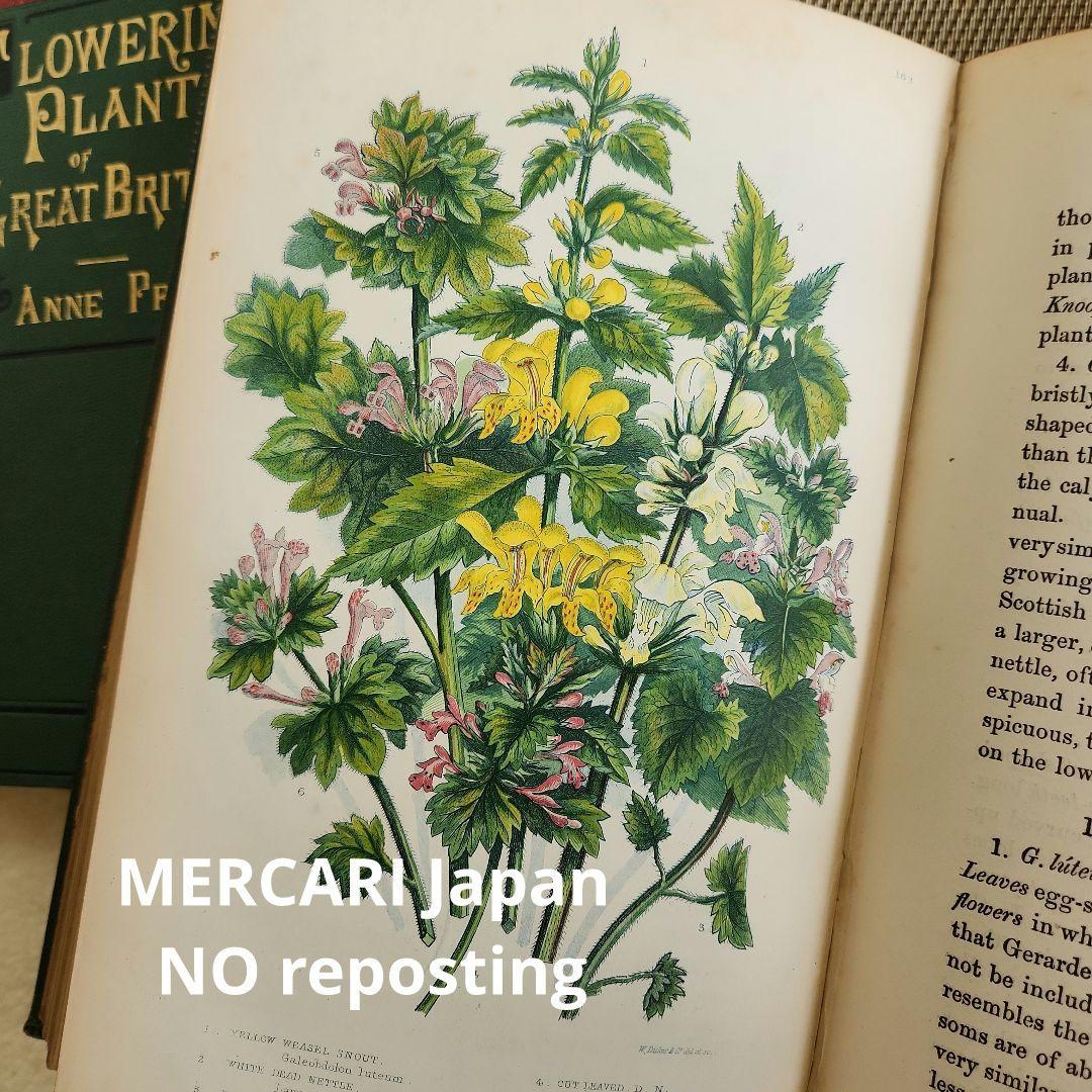 植物図鑑 洋書 ボタニカルアート アンティーク リトグラフ イギリス