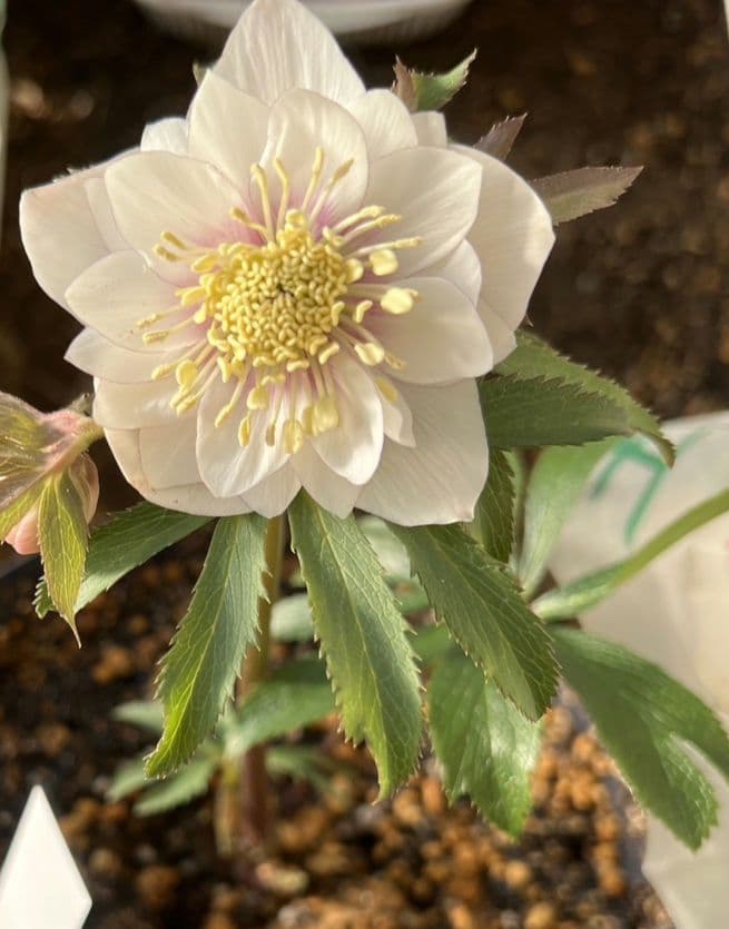 クリスマスローズ　ウィンターシンフォニー　静　dd　整形 クリスマスローズ ウィンターシンフォニー 静 dd 整形 - メルカリ