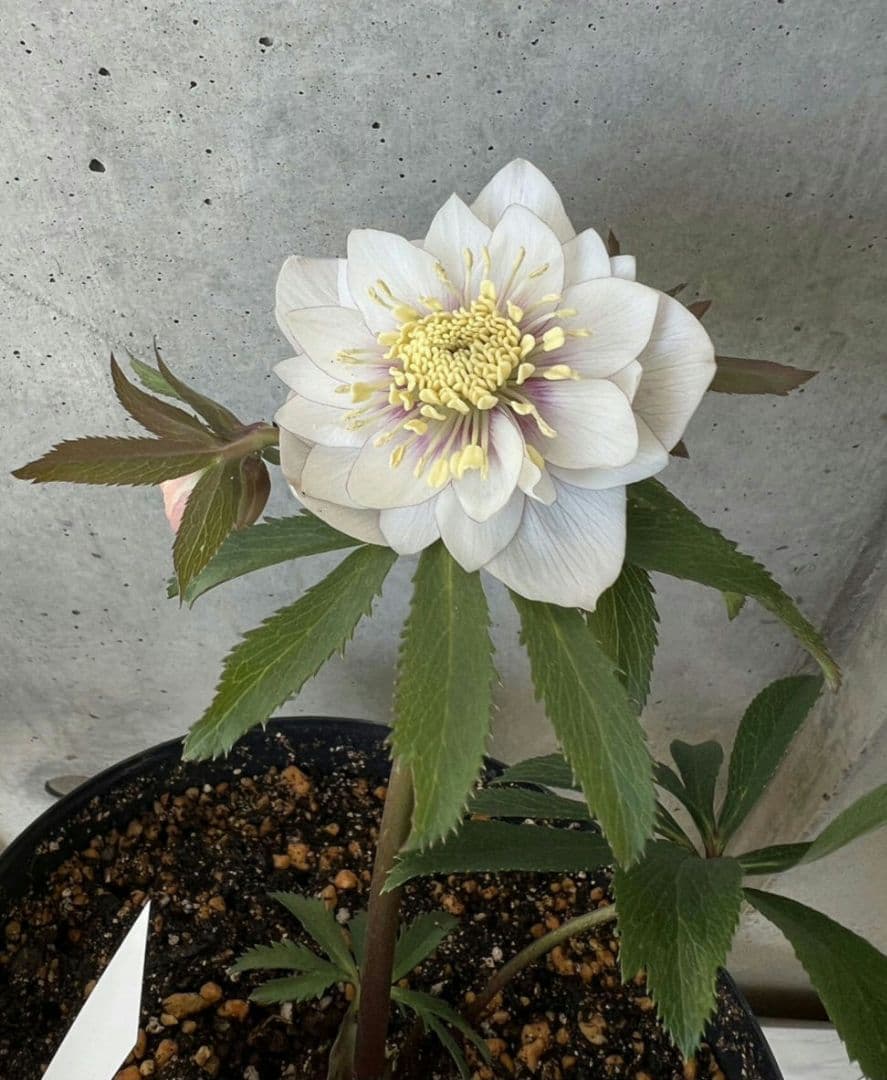 クリスマスローズ ウィンターシンフォニー 静 dd 整形 - メルカリ