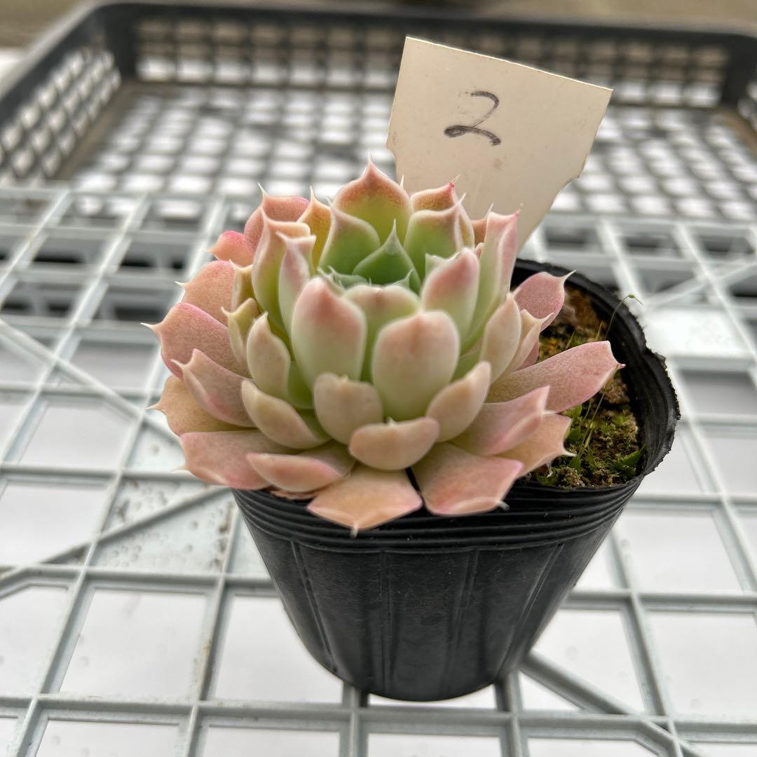 ヒアリナサントドミンゴ - メルカリ