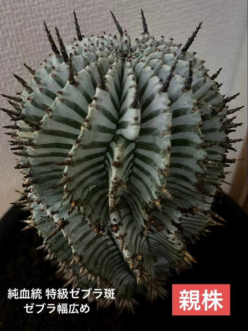 ま*ゃ様 ユーフォルビアホリダ 宇田ゼブラホリダ 純血統 特級ゼブラ斑 大サイズ