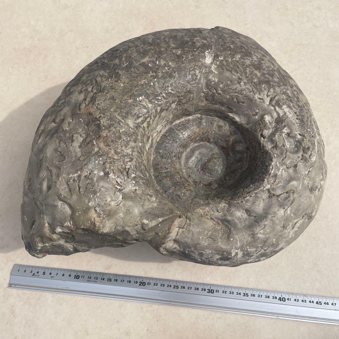 化石　プゾシア