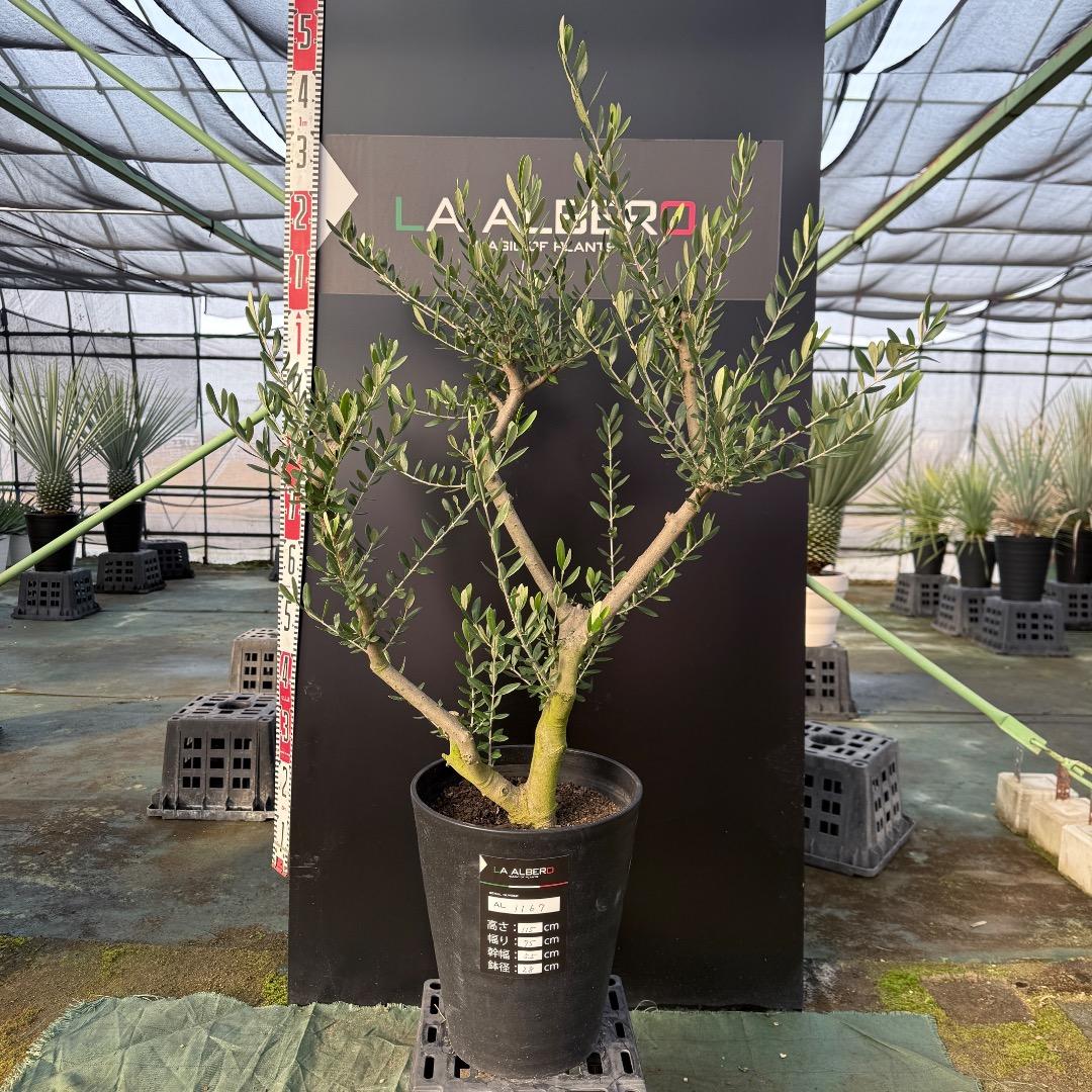 T*a様 【AL1167】オリーブの木　ルッカ　古木