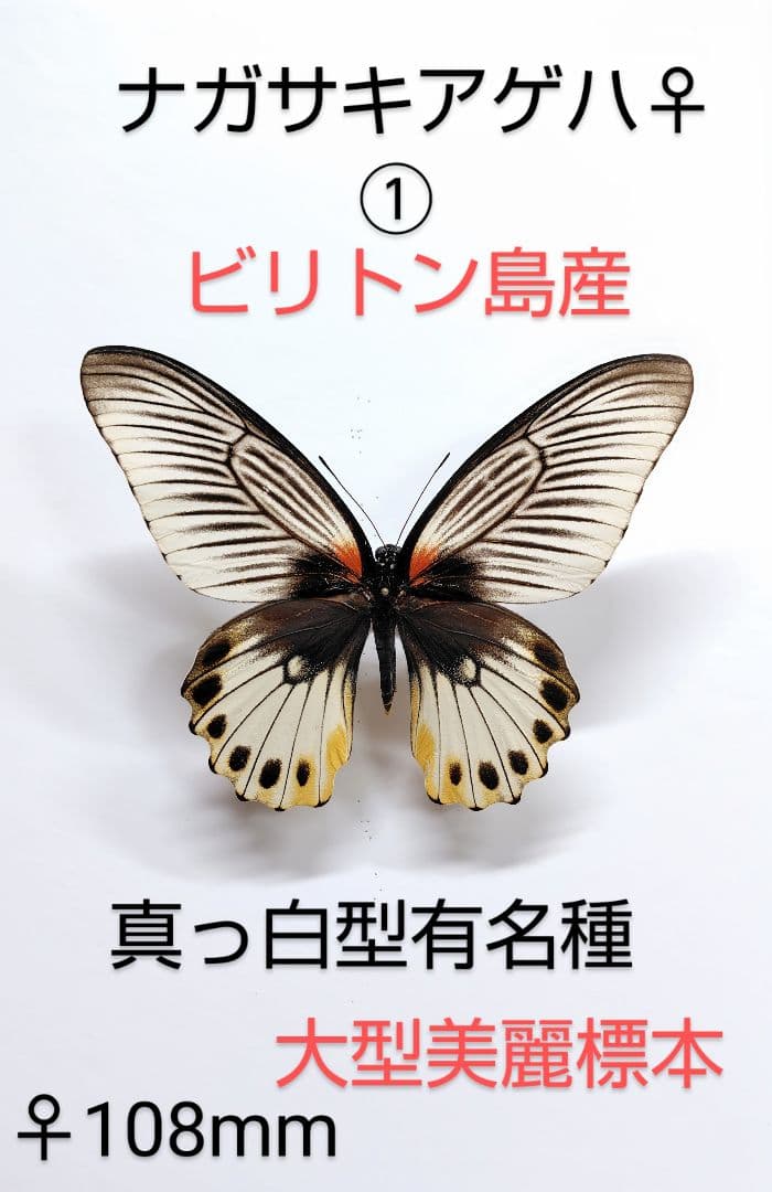 週末価格‼️ナガサキアゲハ♀標本☆白化型★ビリトン島産 ★大型美麗 108mm
