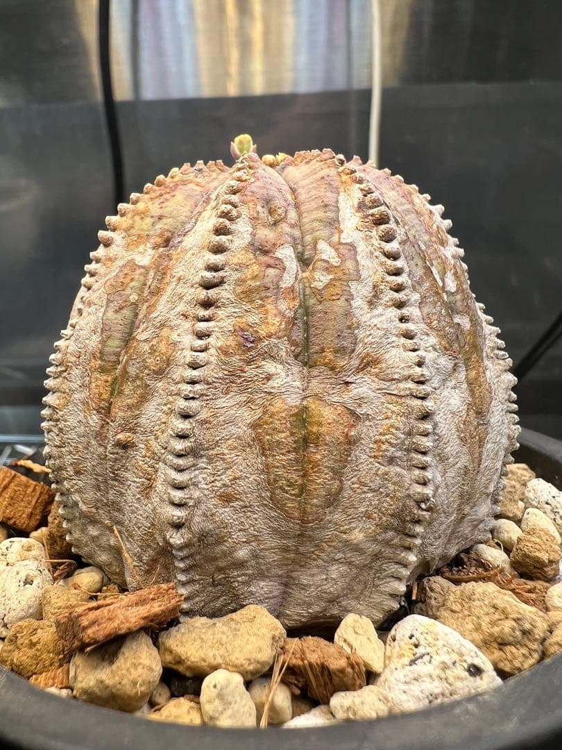 ユーフォルビア オベサ オールド 木質化 ユーフォルビア オベサ /オールド オベサ【根強い人気！！木質化の