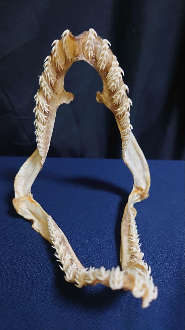 ラブカ（Chlamydoselachus anguineus）の顎骨標本