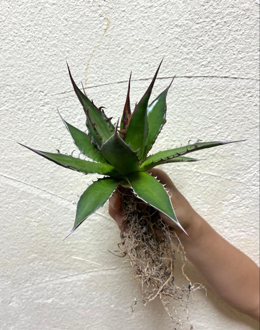 アガベ ホリダ - メルカリ