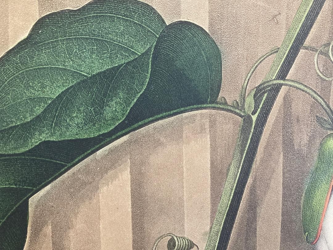 稀少 史上最美と称される《フローラの神殿》（初版）より『パッションフラワー』