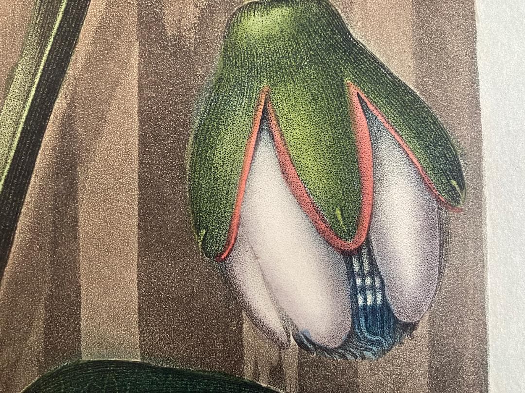 稀少 史上最美と称される《フローラの神殿》（初版）より『パッションフラワー』