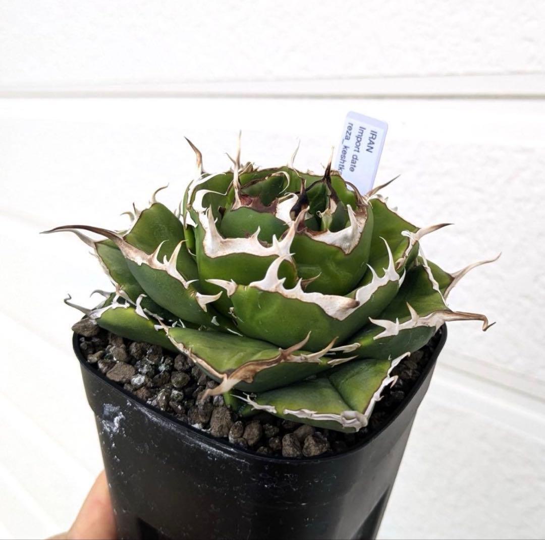 アガベ ノヴァ NOVA 子株 イラン株 - メルカリ